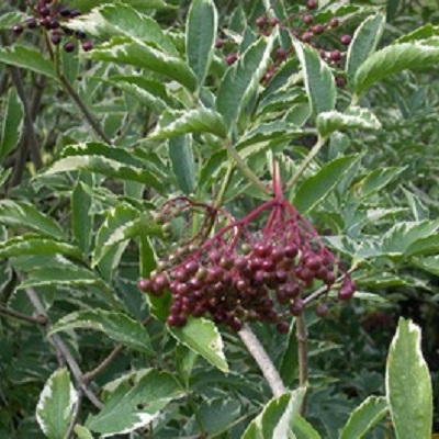 Бузина черная Варигата