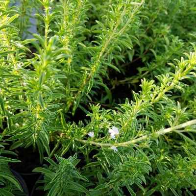 Чабер Болеро