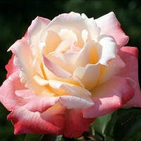 Роза чайно-гибридная Мейян Каста Роза чайно-гибридная Мейян Каста