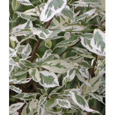 Дерен столонный Дерен столонный