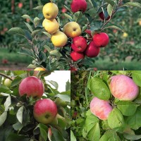 Дерево-сад (2-3х, 3-4х летка) яблоня 2 сорта  Орловим - Мелба