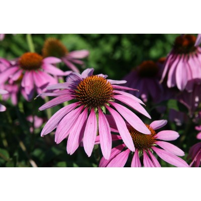 Эхинацея пурпурная Пинк Тип Эхинацея пурпурная Пинк Тип