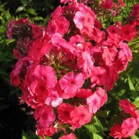 Флокс метельчатый Джулиглут