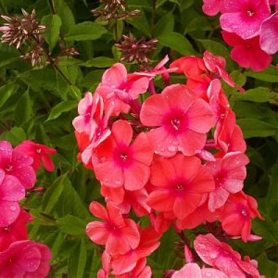 Клубни Флоксы Holland Bulb Market купить по выгодной цене в интернет-магазине OZ
