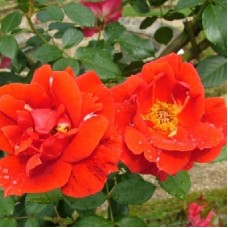 Роза флорибунда Паприка Роза флорибунда Паприка