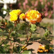 Роза флорибунда Петито Роза флорибунда Петито