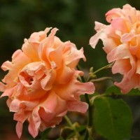 Роза Раффлс флорибунда Саммэ Раффлс Роза Раффлс флорибунда Саммэ Раффлс