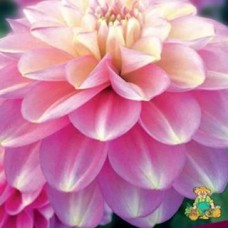 Георгина Декоративная Милена Ф