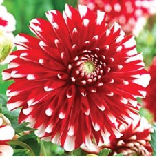 Георгина декоративная Литтл Тайгер