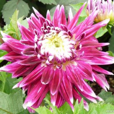 Георгина Анемоновидная Лайф Стайл Георгина Анемоновидная Лайф Стайл