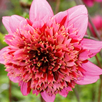 Георгина Анемоновидная Мамбо Георгина Анемоновидная Мамбо