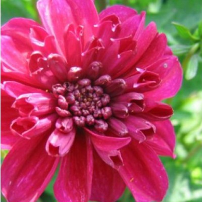 Георгина Анемоновидная Пурпинка Георгина Анемоновидная Пурпинка