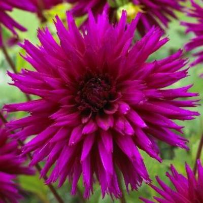 Георгина Бахромчатая Амбишн Георгина Бахромчатая Амбишн