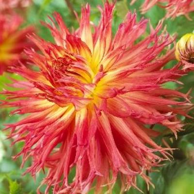 Георгина Бахромчатая Айтара Бронвин Георгина Бахромчатая Айтара Бронвин