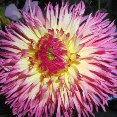 Георгина Бахромчатая Филотея Георгина Бахромчатая Филотея