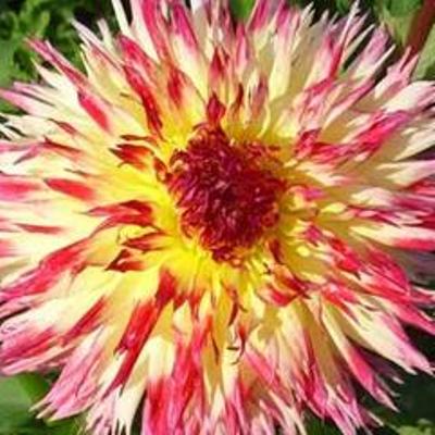 Георгина Бахромчатая Линдси Мишель Георгина Бахромчатая Линдси Мишель