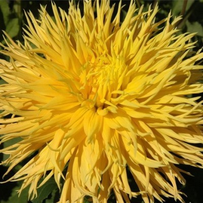 Георгина Бахромчатая Мингас Джошуа Георгина Бахромчатая Мингас Джошуа