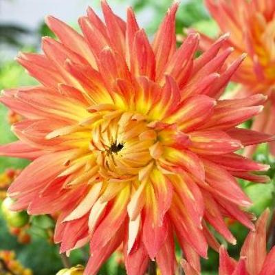 Георгина Бахромчатая Ненекази Георгина Бахромчатая Ненекази