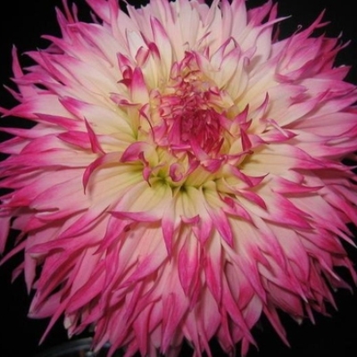 Георгина Бахромчатая Пайнлендс Принцесс Георгина Бахромчатая Пайнлендс Принцесс