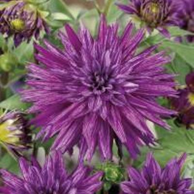 Георгина Бахромчатая Страйпт Амбишн Георгина Бахромчатая Страйпт Амбишн