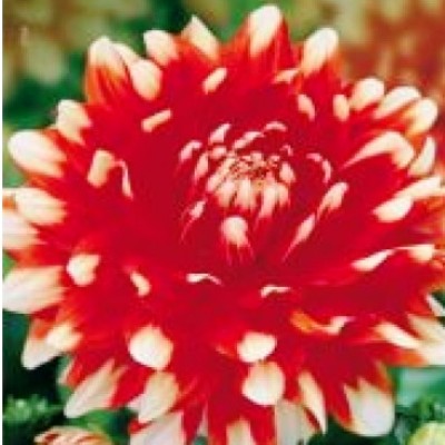 Георгина Декоративная Ариан Георгина Декоративная Ариан