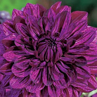 Георгина Декоративная Арт Акт Георгина Декоративная Арт Акт