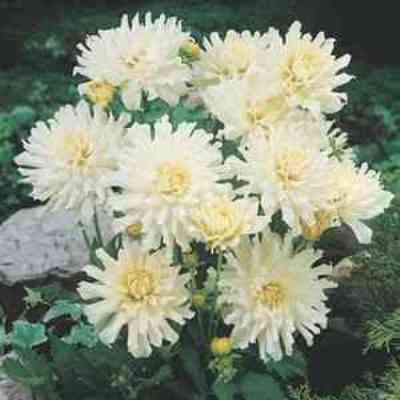 Георгина Декоративная Аспен Георгина Декоративная Аспен