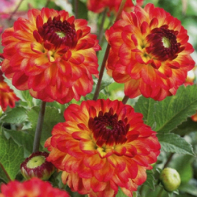 Георгина декоративная Айкон Георгина декоративная Айкон