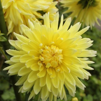 Георгина Декоративная Бильбао Георгина Декоративная Бильбао