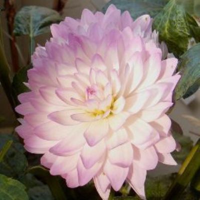 Георгина Декоративная Бисти Георгина Декоративная Бисти