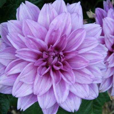 Георгина Декоративная Блендид Пепл микс