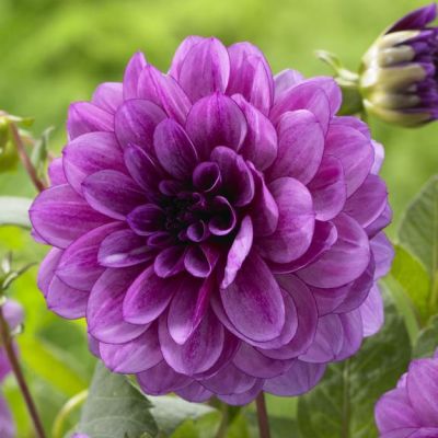 Георгина Декоративная Блу Берд Георгина Декоративная Блу Берд