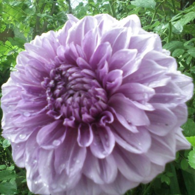 Георгина Декоративная Блу Виш