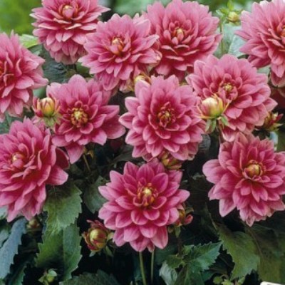 Георгина Декоративная Блюзет Георгина Декоративная Блюзет