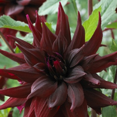 Георгина Декоративная Бригитта Алида Георгина Декоративная Бригитта Алида