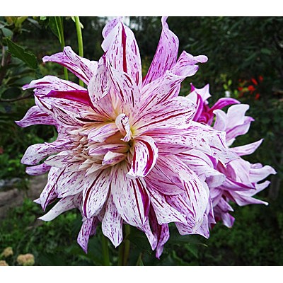 Георгина Декоративная Бристол Страйпт Георгина Декоративная Бристол Страйпт