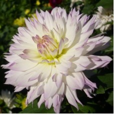 Георгина Декоративная Дарья ин Лав 