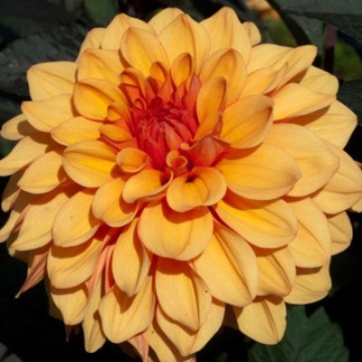 Георгина Декоративная Давид Ховард Георгина Декоративная Давид Ховард