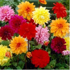 Георгина Декоративная Дилайт микс