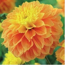 Георгина Декоративная Дип Импэкт