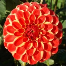 Георгина Декоративная Джескот Лингольд 