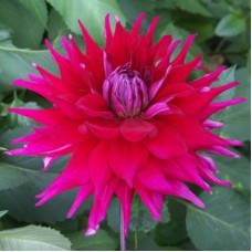 Георгина Декоративная Джокондо