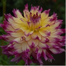 Георгина Декоративная Джоуи Рэй