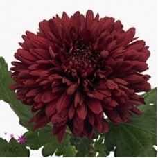 Георгина Декоративная Джуп