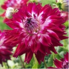 Георгина Декоративная Фантаст дю Кап Георгина Декоративная Фантаст дю Кап