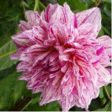 Георгина Декоративная Файнал Стар Георгина Декоративная Файнал Стар