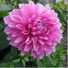 Георгина Декоративная Фернклифф Инспирейшн Георгина Декоративная Фернклифф Инспирейшн