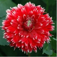 Георгина Декоративная Фубуки Георгина Декоративная Фубуки