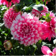 Георгина Декоративная Фузи Вузи Георгина Декоративная Фузи Вузи