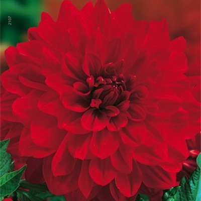 Георгина Декоративная Гадэн Вандэ